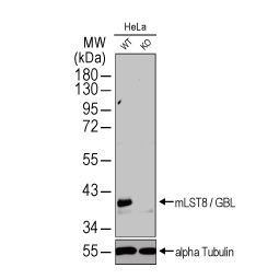 mLST8 / GBL antibody (GTX132580) mLST8 / GBL antibody (GTX132580)